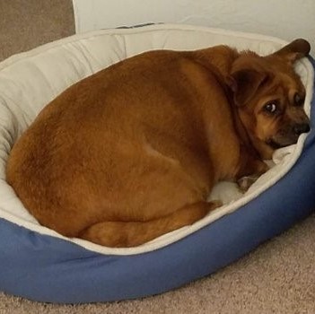 I-just-want-to-hide Cheyenne