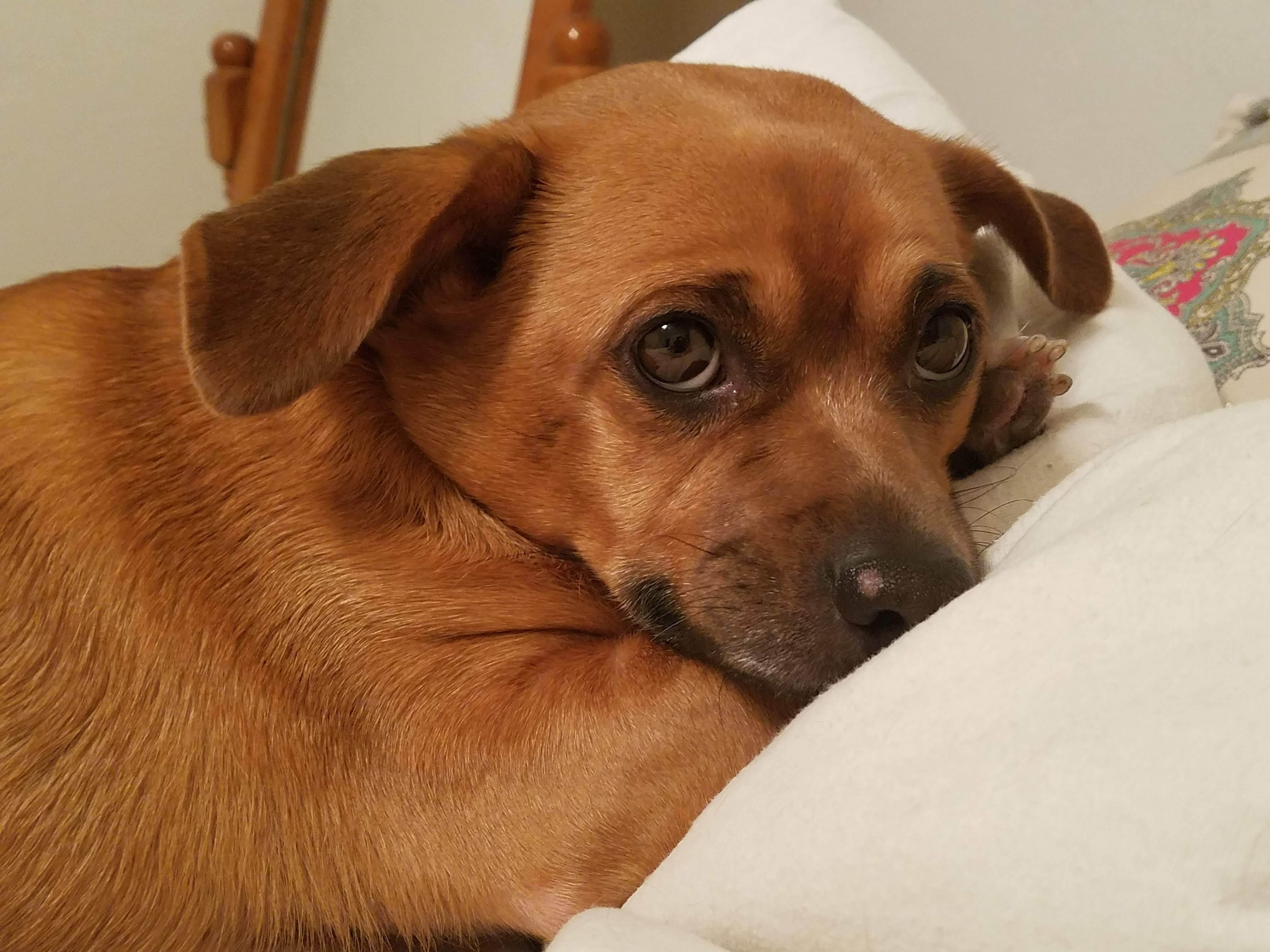 Cheyenne being snuggly