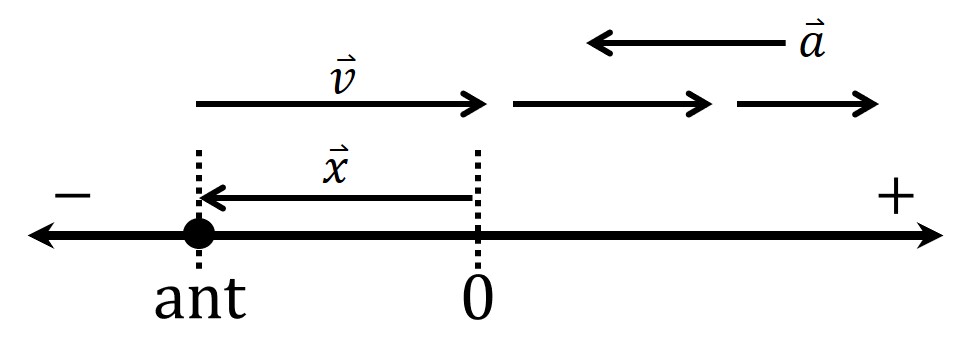 motion diagram of ant
